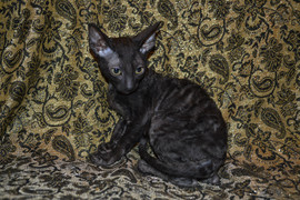 Роскошная девочка Корниш рекса 4