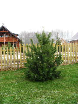 Продажа крупномеров сосна, ель, дуб и др. Озеленение, гарантия. 6