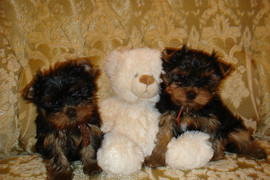 ЙОРКИ КУКОЛЬНЫЕ ДЕВОЧКИ И МАЛЬЧИК