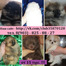 Щенки шпица