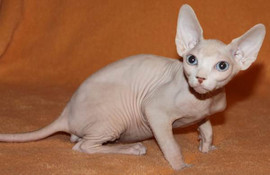 Котенок канадского сфинкса 2