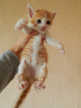 Отдам котят в добрые руки. 3