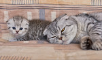Шотландские котята за 6 000 руб.