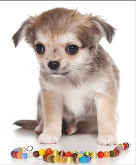 Чихуахуа щенки редких окрасов