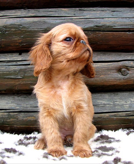 кинг чарльз спаниель-редчайшая порода!не путайте с кавалер спани