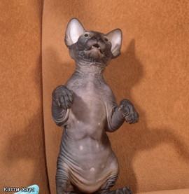 Очаровательные малыши канадского сфинкса! 4