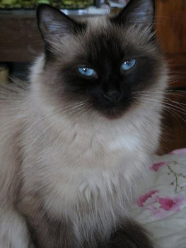Котята породы невская маскарадная