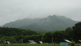 живица.живица на меду 2