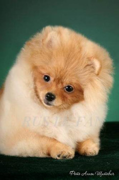 чудесные щенки с отличной родословной