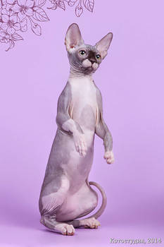 Сфинкс-восхитительный котёнок! 8