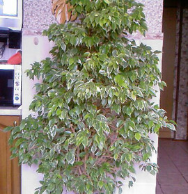 Фикус Бенджамина 155 см (Солнцево)