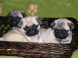 мопсы-мальчики и девочки