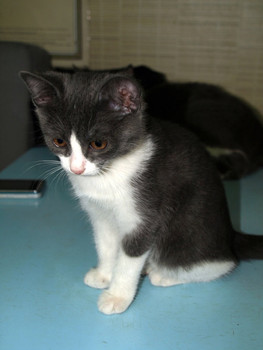 В дар котенок (девочка) 5