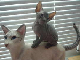 Донской сфинкс котята.