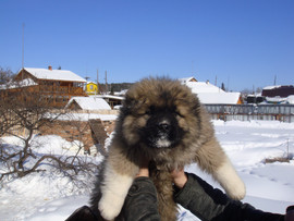 Подрощенные крупные щенки кавказской овчарки без родословной 10
