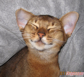 Абиссински котята,девочки