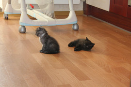 продаются британские котята 5