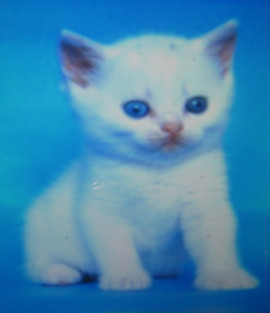 СКОТИШ-СТРАЙТ : 2 МЕС.; ОКРАС : БЕЛОСНЕЖНЫЙ