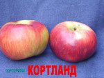 Карликовые яблони на клоновом подвое с З. К. С. в пластиковой та