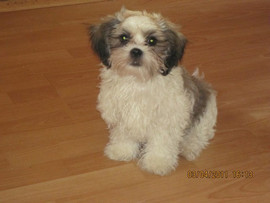 Очаровательные Дизайнерские щенки!Папа -ши-тцу,мама-мальтез.