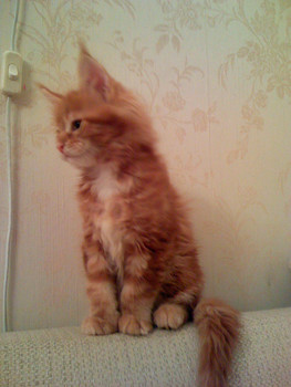 Шикарный клубный котенок