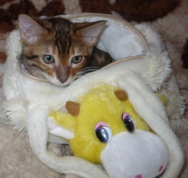 Бенгальский котёнок, девочка