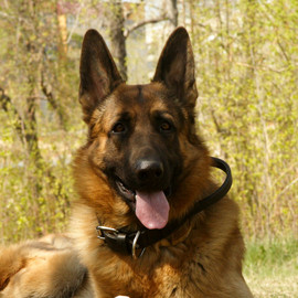 Кобель для вязки