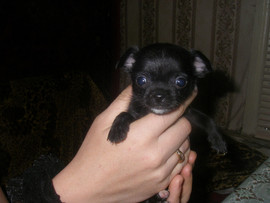 Продаются щенки Чихуахуа 4