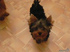 продажа щенков