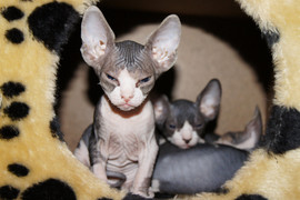 Продам котят Канадского сфинкса