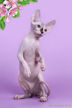 Сфинкс-восхитительный котёнок! 6