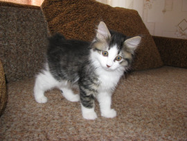 Юджин – нежный пушистик (Курильский бобтейл)