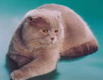 Предлагается для вязки шотланский вислоухий кот