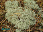 Олений мох - Ягель, род-Cladonia