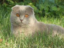 кот скоттиш-фолд для вязки