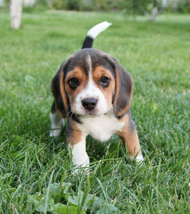 Бигль щенки