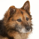 Очень красивый воспитанный пес ищет семью. Джек, 9 лет. Москва