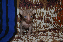 Изумительный котик и кошечка Корниш рекс на резервирование 5