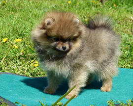 Распродажа шпицев