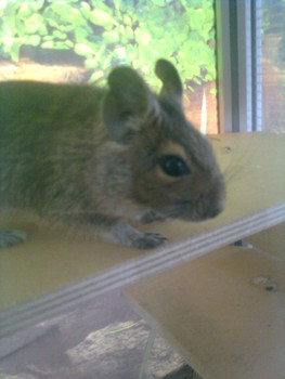 продам дегу чилийскую белку