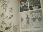 Горшечные растения 1965 С международными названиями растений