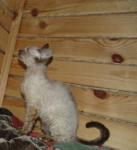 Девон рекс котёнок