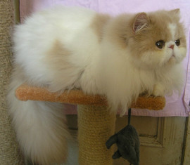 Питомник "Sigel" предлагает красавца-перса 3