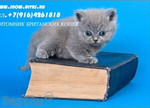 Британские котята - плюшевые медвежата