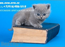 Британские котята - плюшевые медвежата
