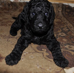 Щенки большого (королевского) пуделя.