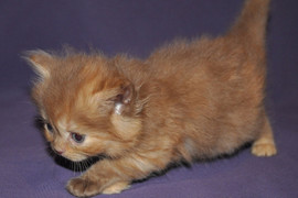 Британские длинношёрстные котята 10