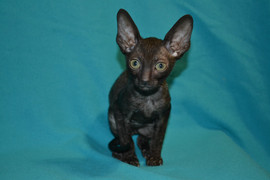 Красавица - кошечка Корниш рекс