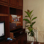 Продам фикус