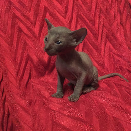 Изумительный котик и кошечка Корниш рекс на резервирование 6